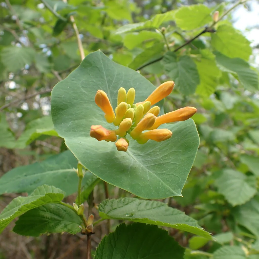 Orange Honeysuckle - Image 2
