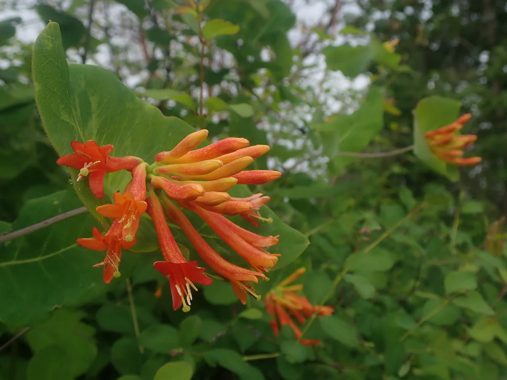 Orange Honeysuckle - Image 3