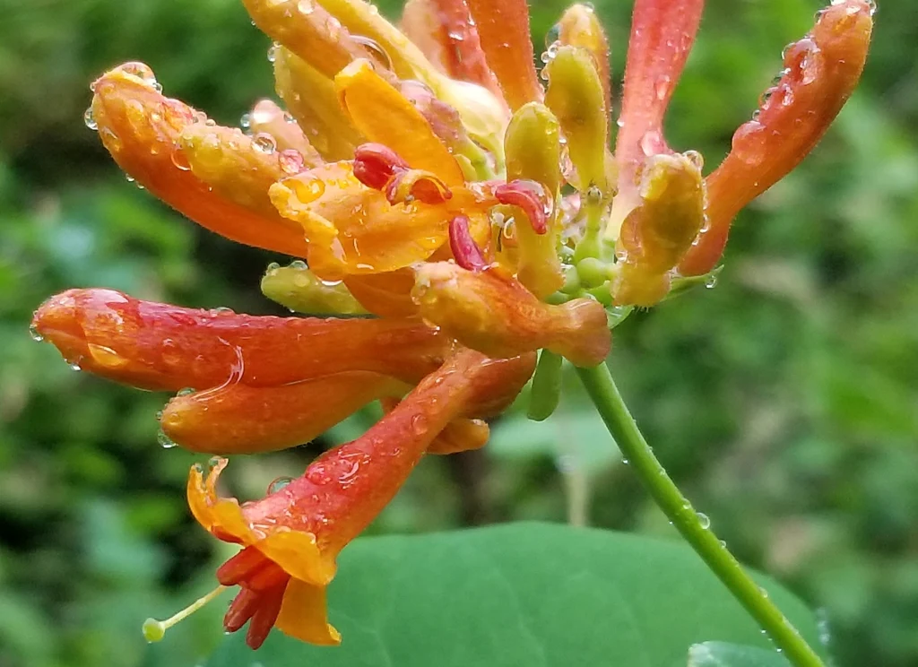 Orange Honeysuckle - Image 4