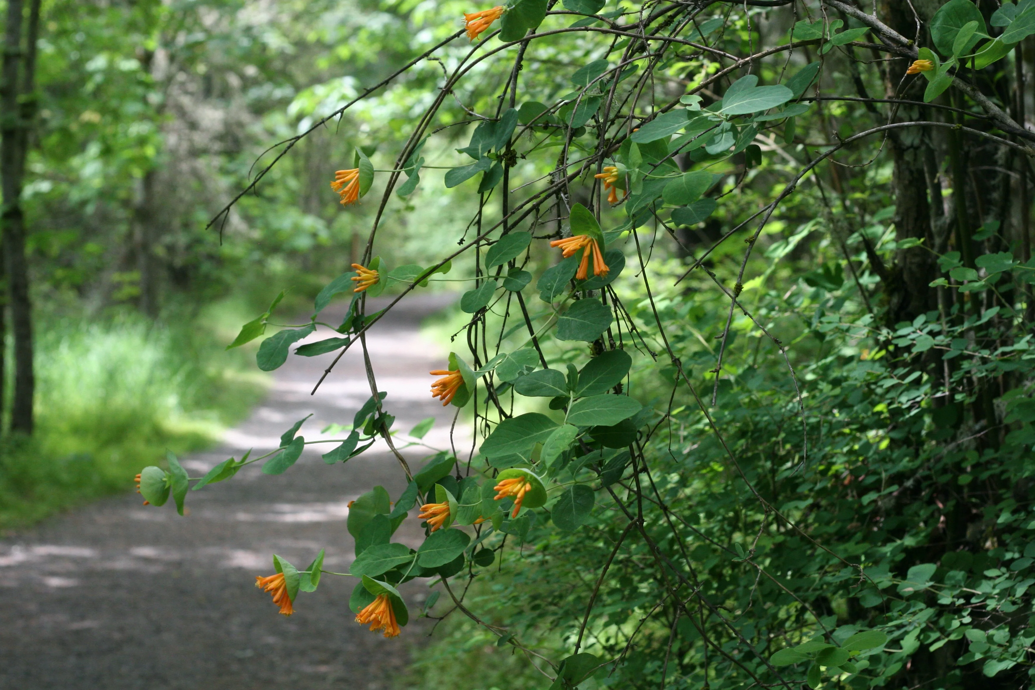 Orange Honeysuckle - Image 5