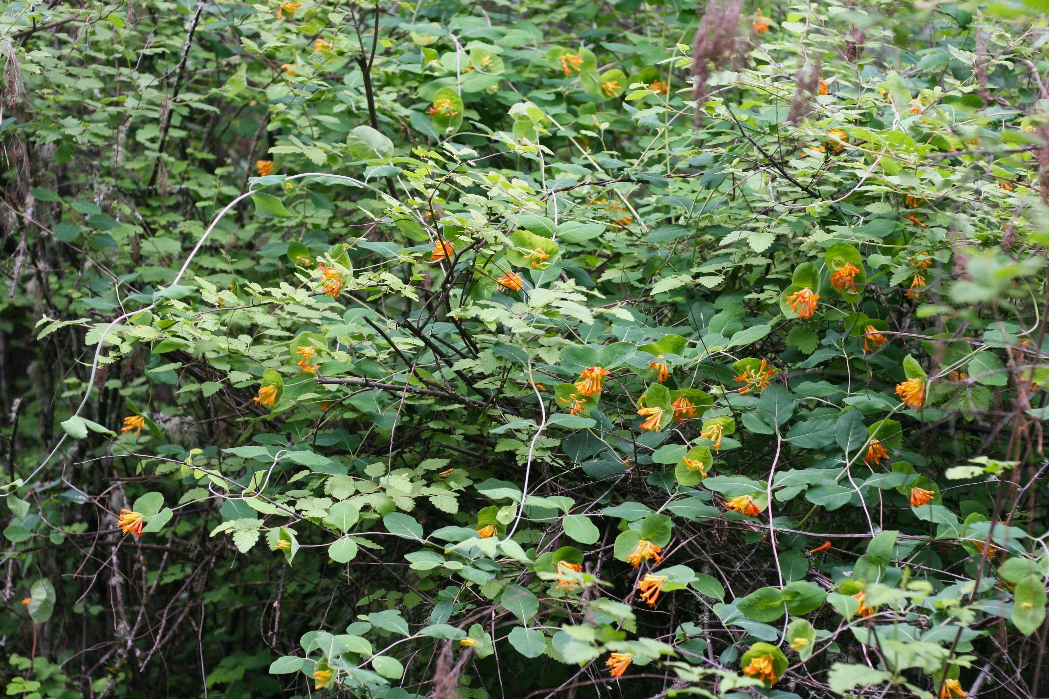 Orange Honeysuckle - Image 6