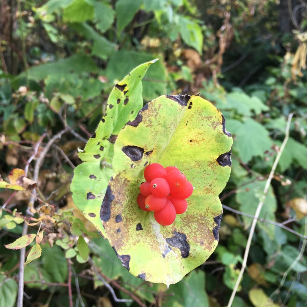 Orange Honeysuckle - Image 7