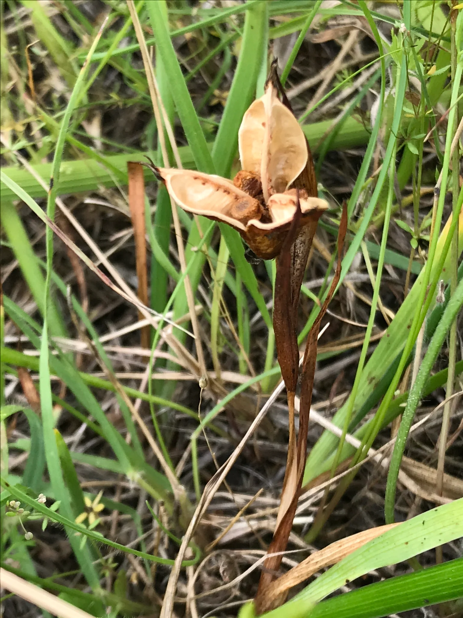 Oregon Iris - Image 3