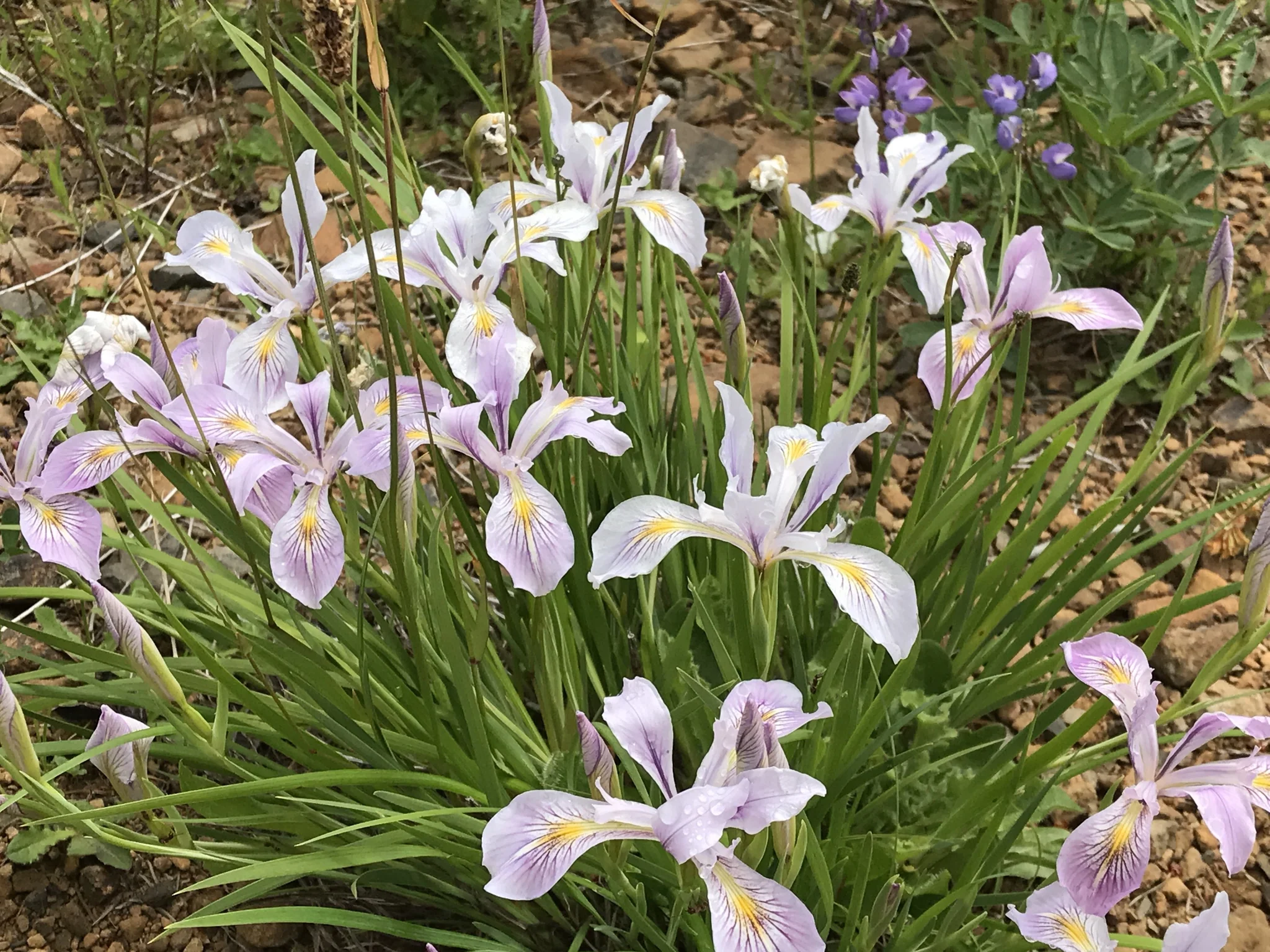 Oregon Iris - Image 4