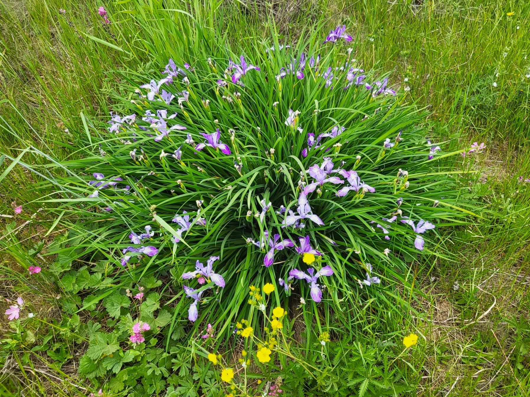 Oregon Iris - Image 5