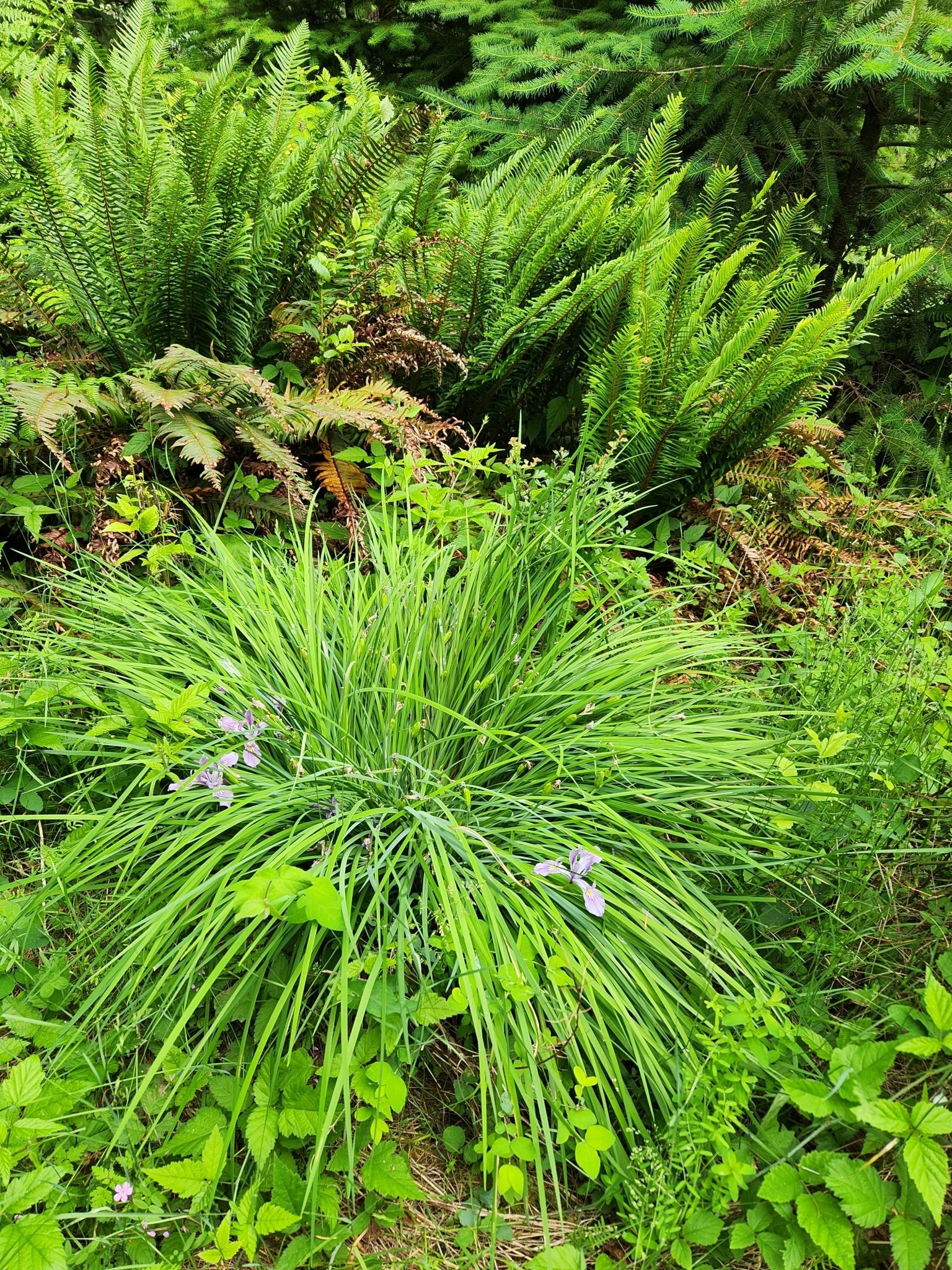 Oregon Iris - Image 6