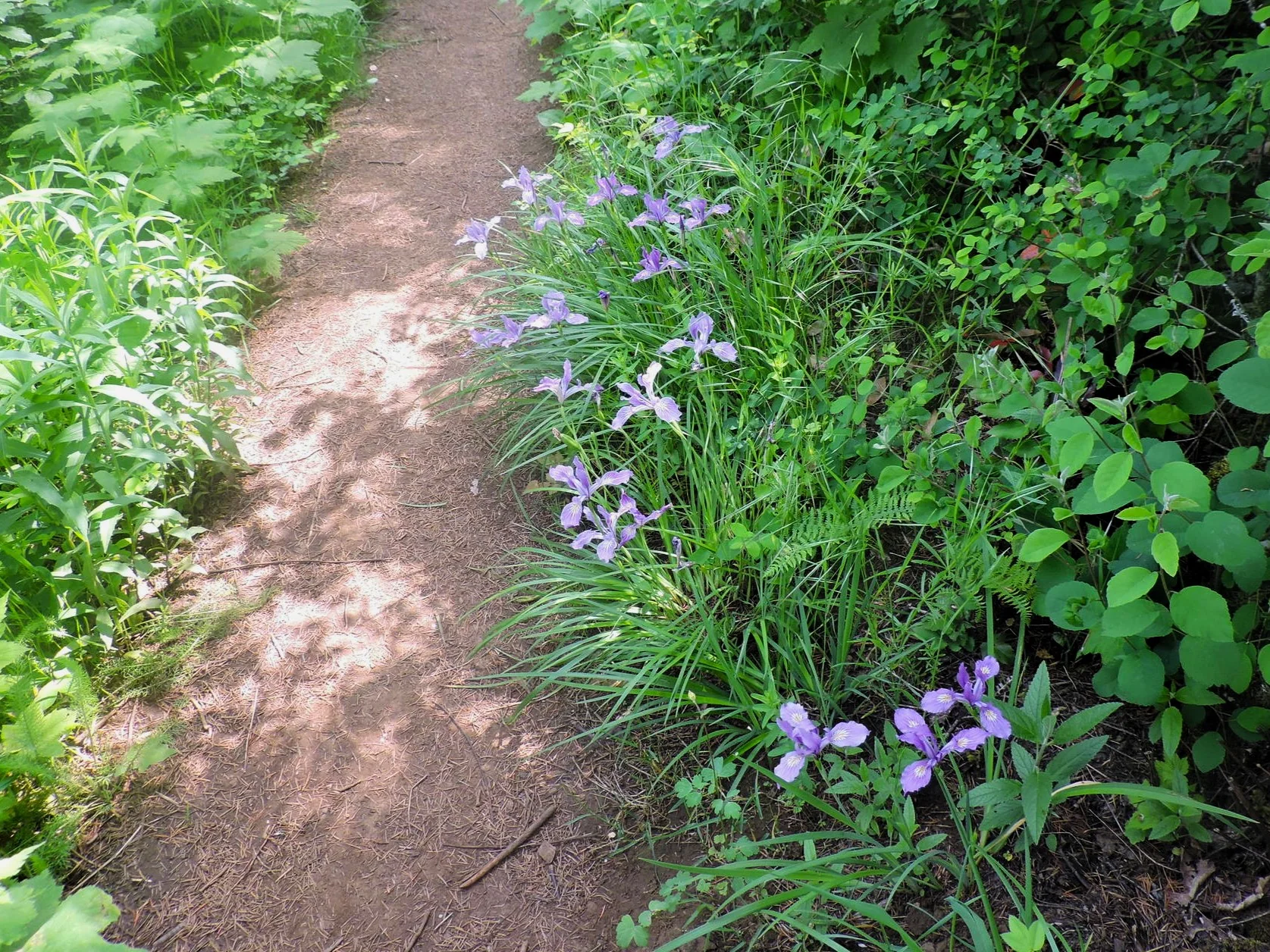 Oregon Iris - Image 7