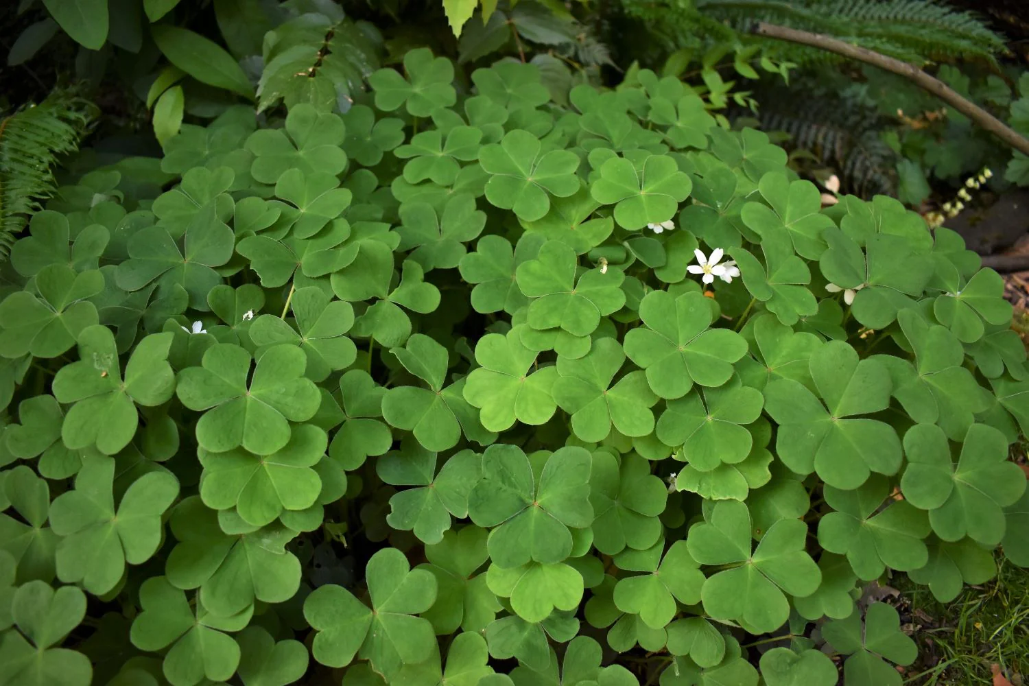 Oregon Oxalis - Image 3