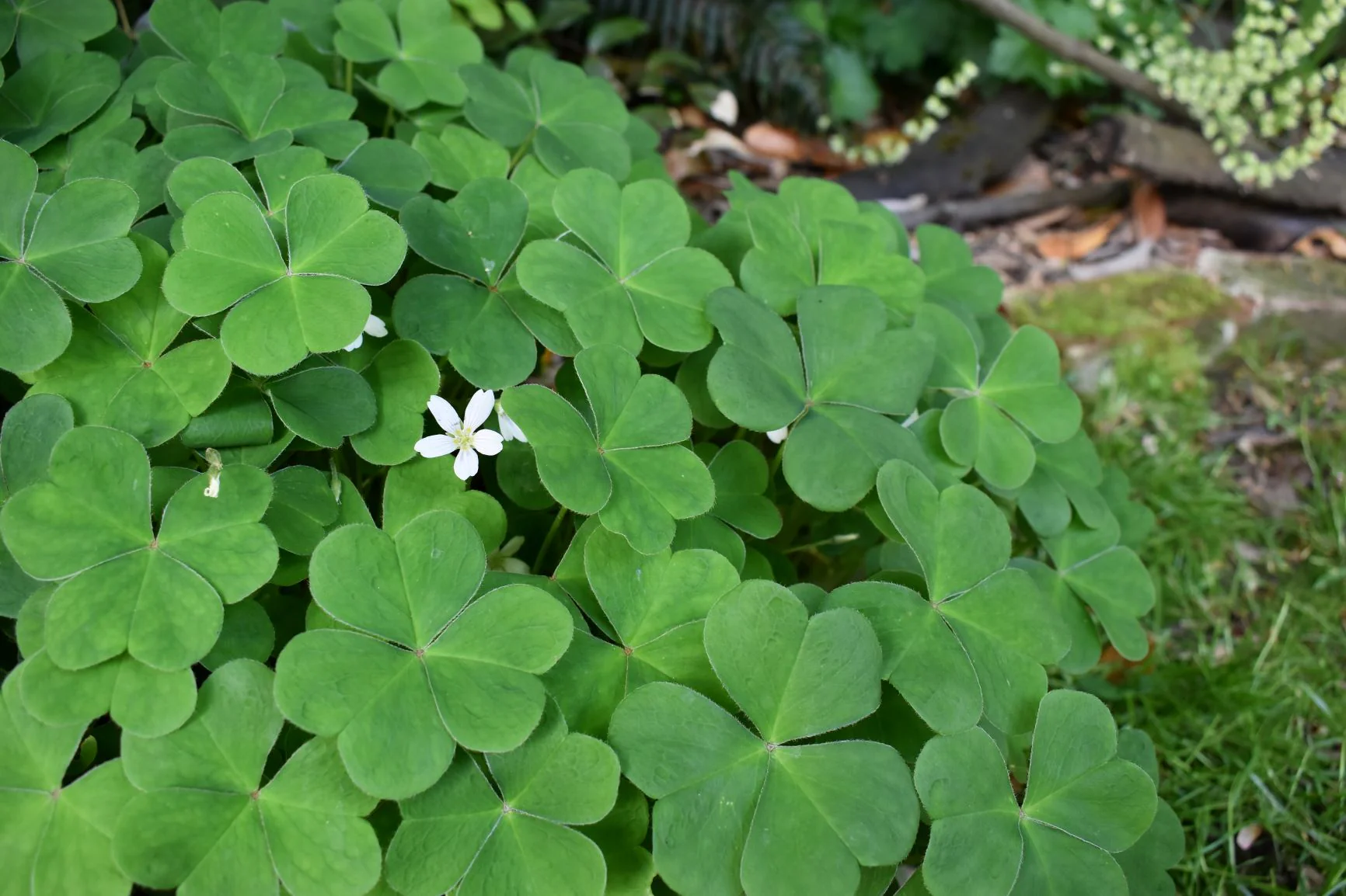 Oregon Oxalis - Image 4