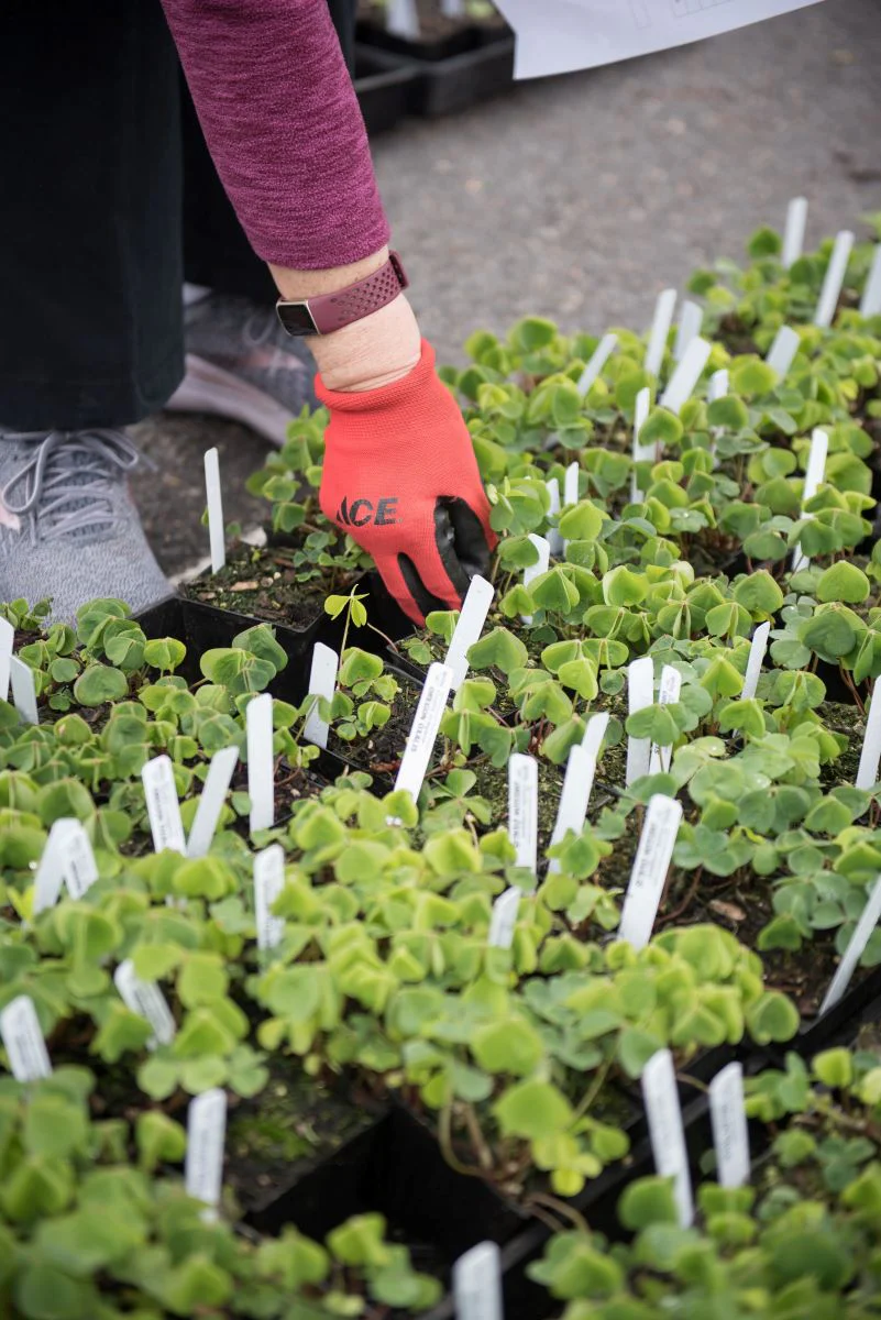 Oregon Oxalis - Image 5