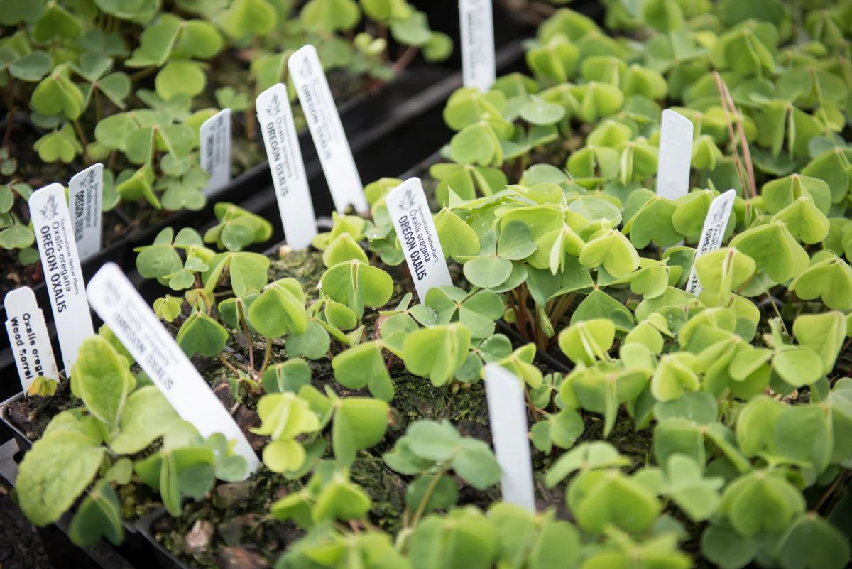 Oregon Oxalis - Image 6