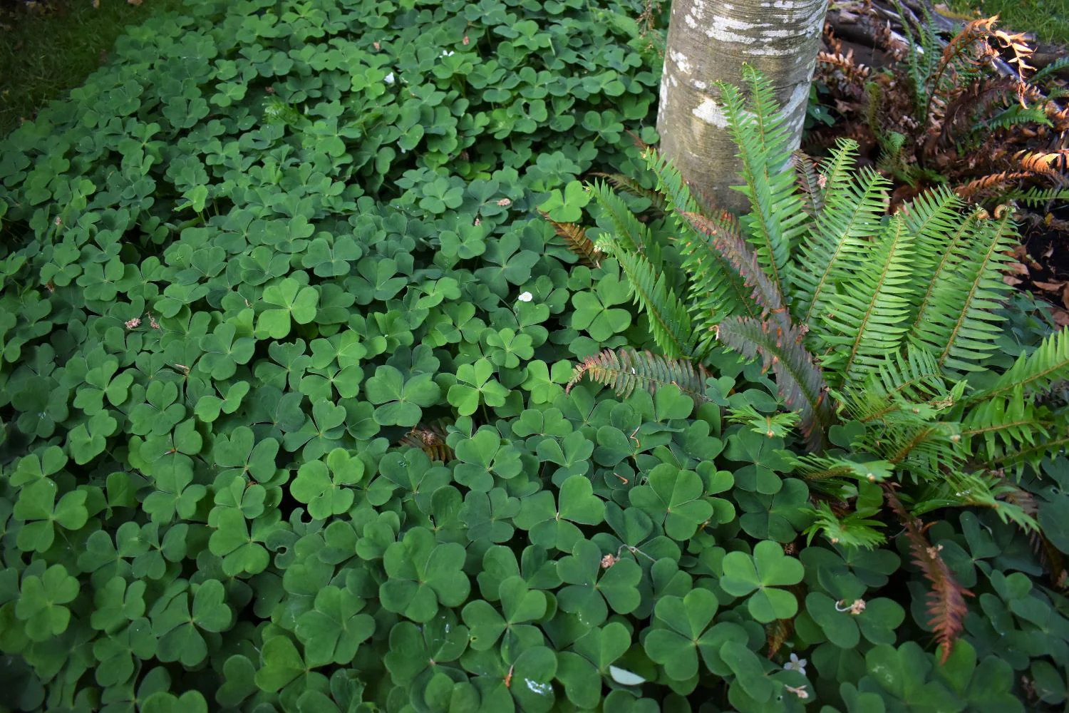 Oregon Oxalis - Image 7