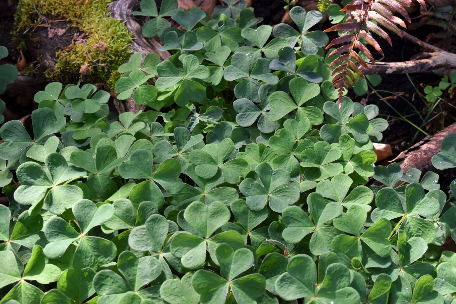 Oregon Oxalis - Image 8