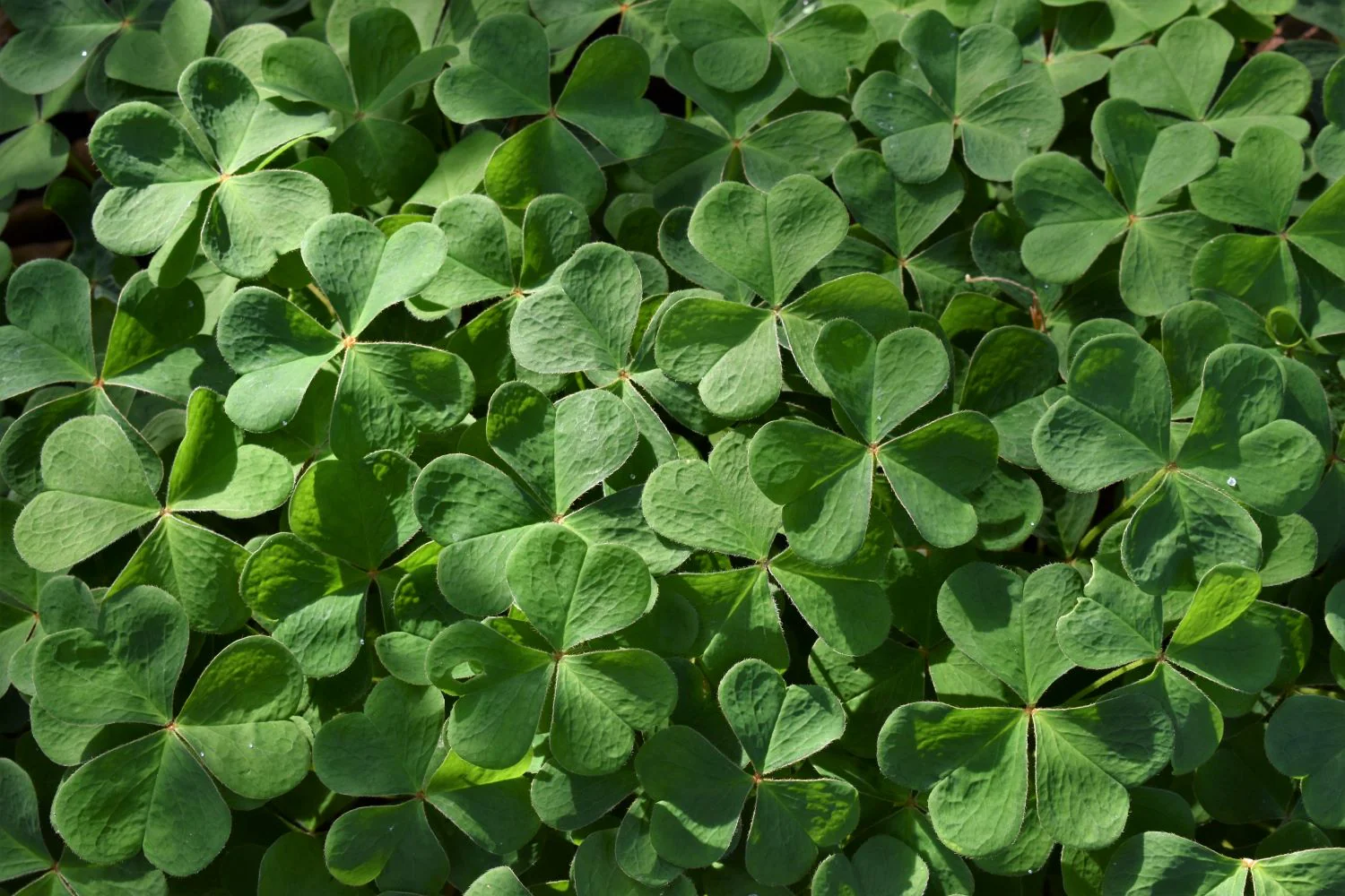 Oregon Oxalis - Image 9