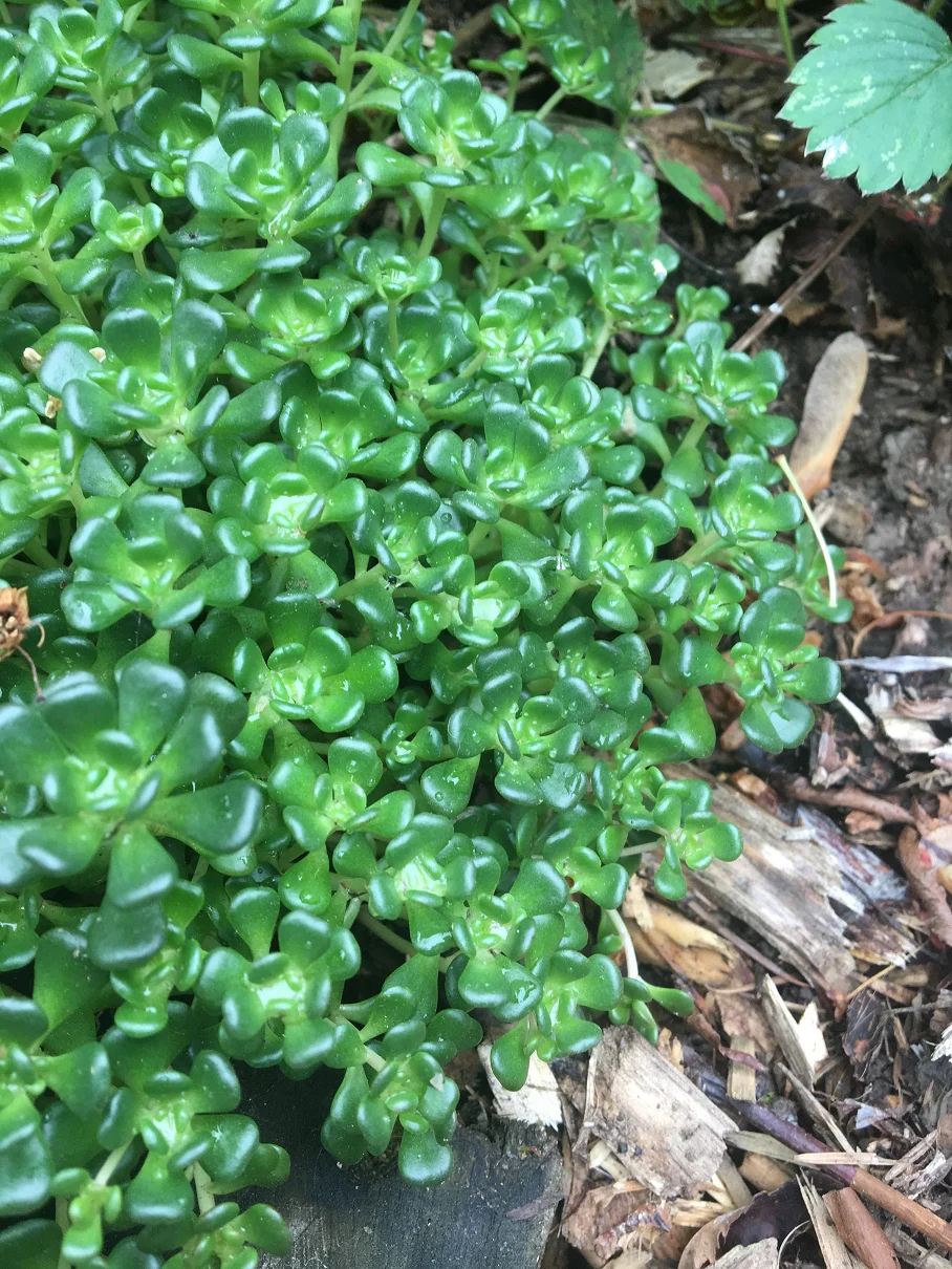 Oregon Stonecrop - Image 3