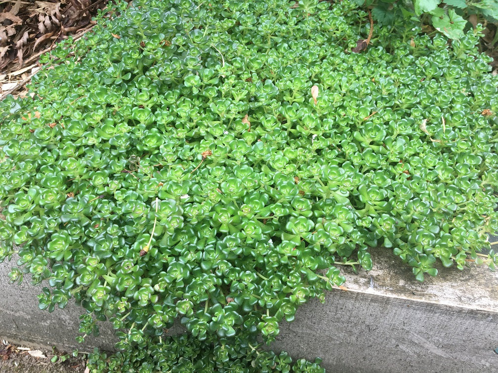 Oregon Stonecrop - Image 4