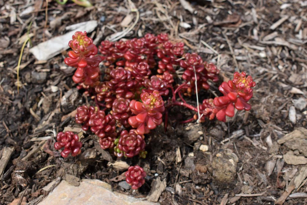 Oregon Stonecrop - Image 5