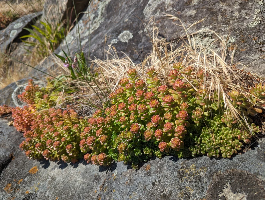 Oregon Stonecrop - Image 6