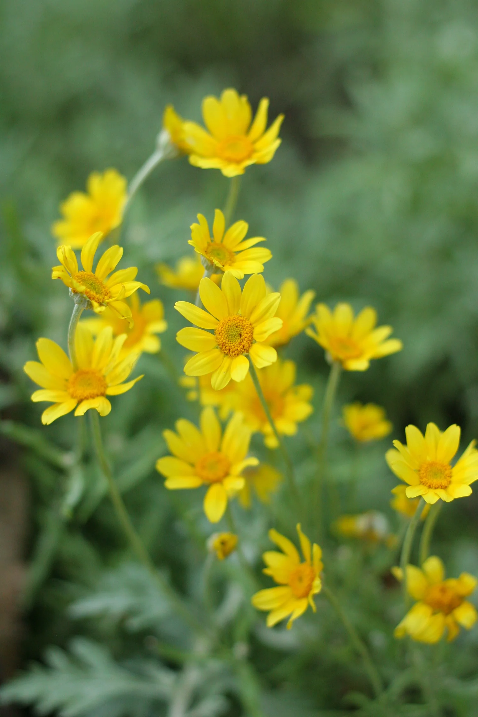 Oregon Sunshine - Image 2