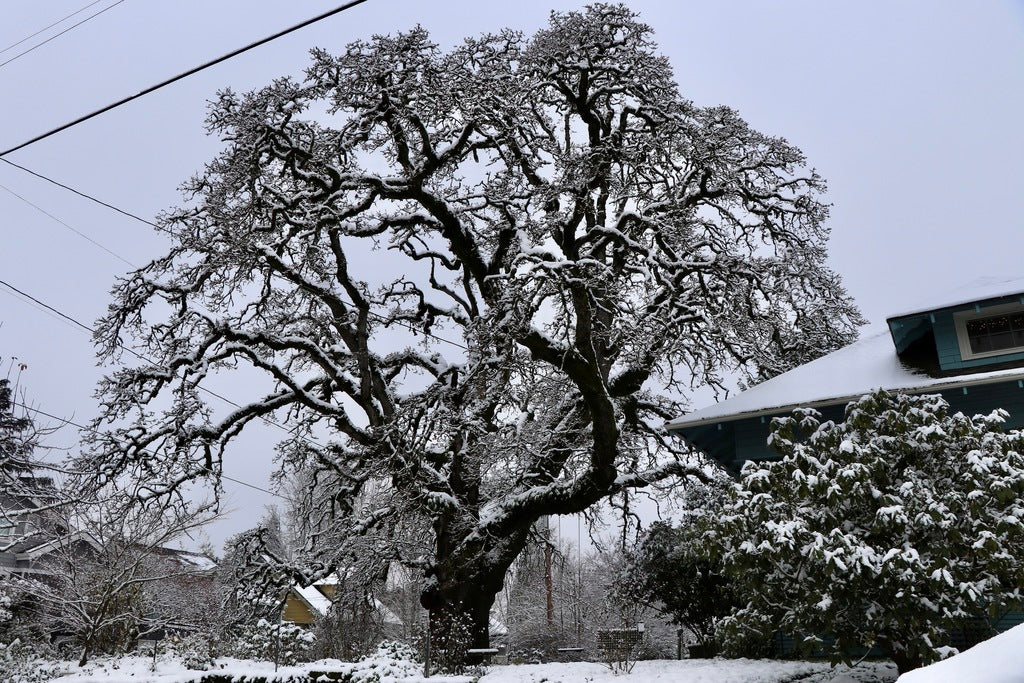 Oregon White Oak - Image 10
