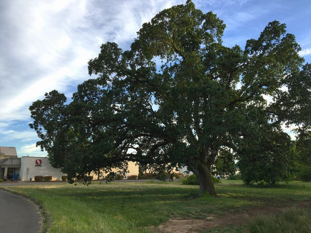 Oregon White Oak - Image 11