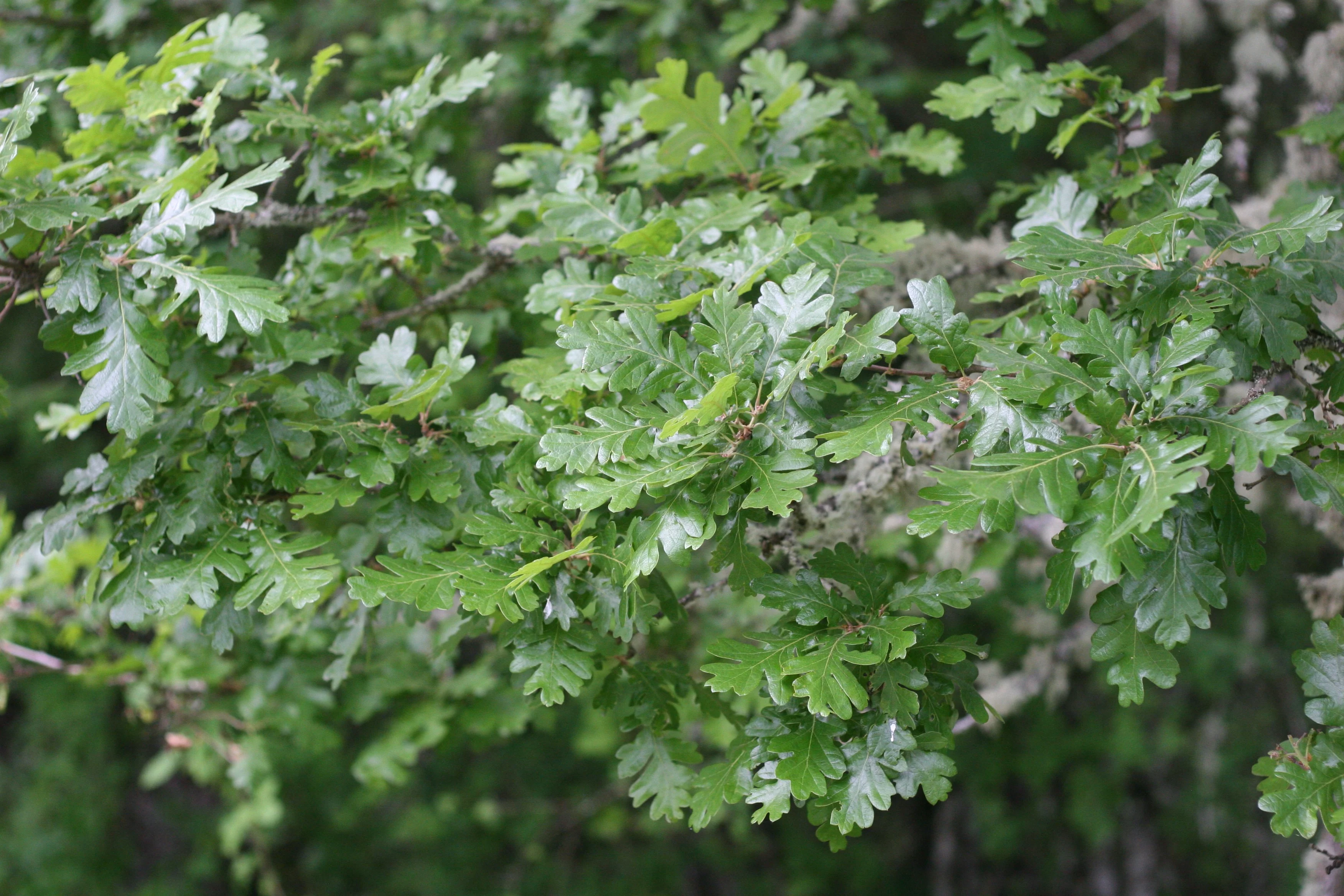 Oregon White Oak - Image 3