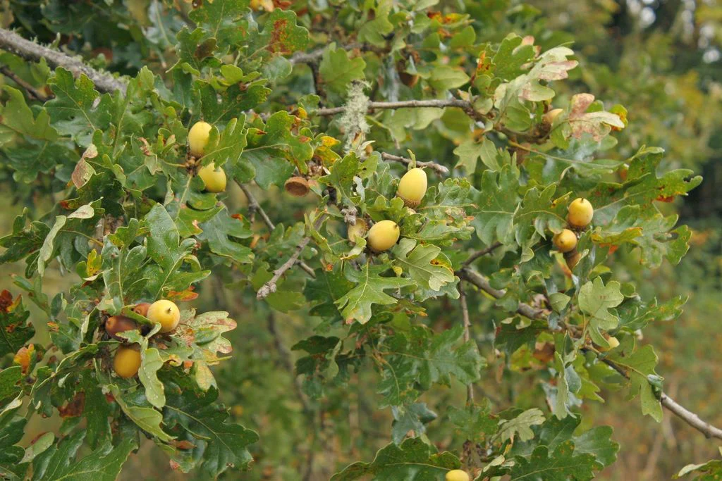 Oregon White Oak - Image 4