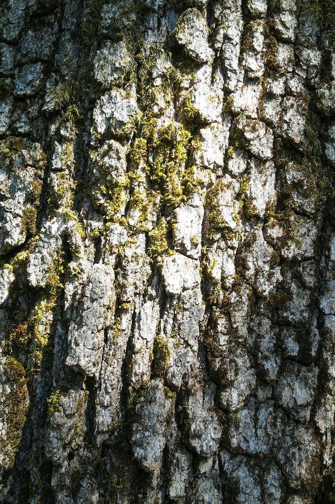 Oregon White Oak - Image 5