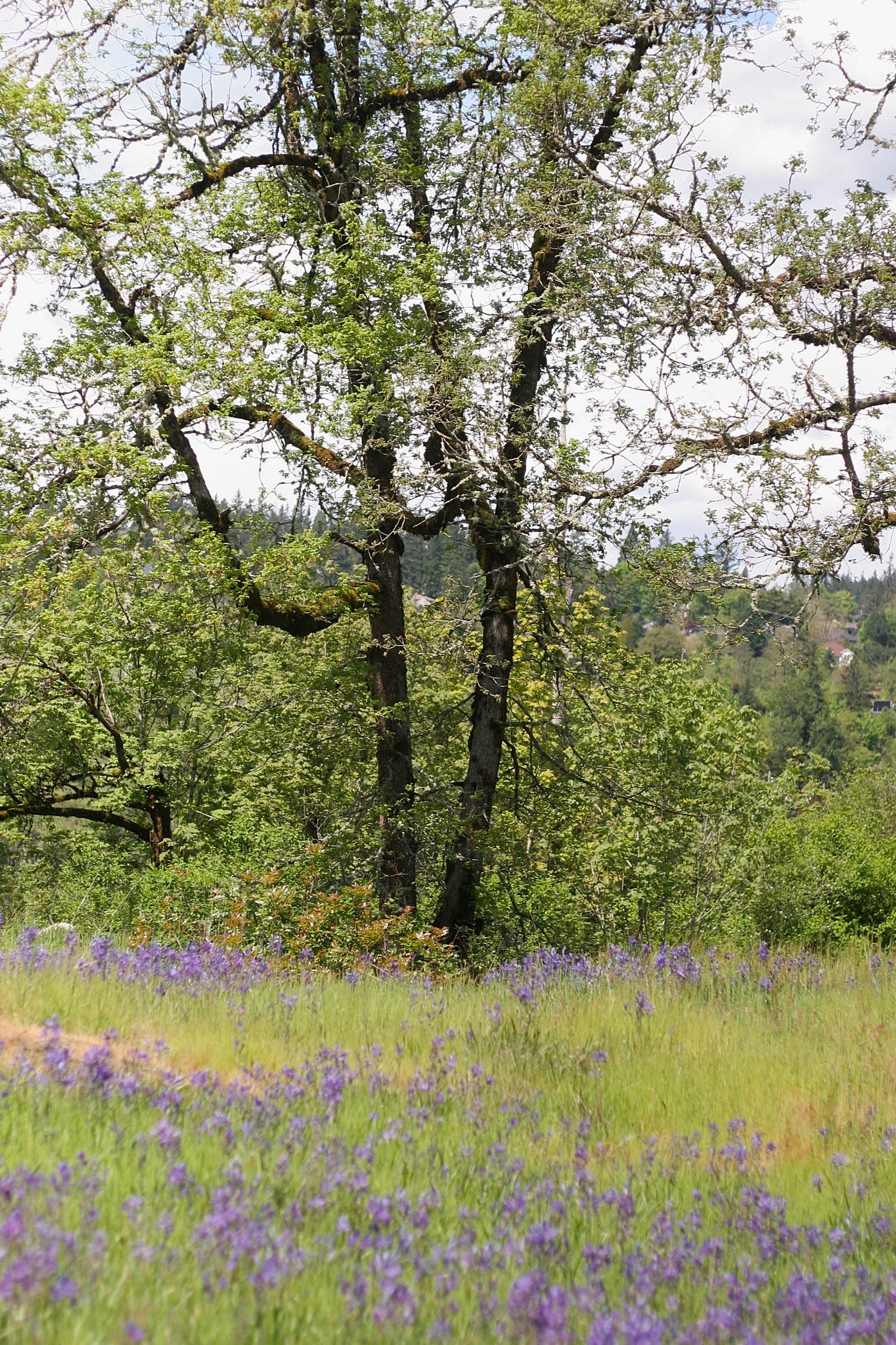 Oregon White Oak - Image 7