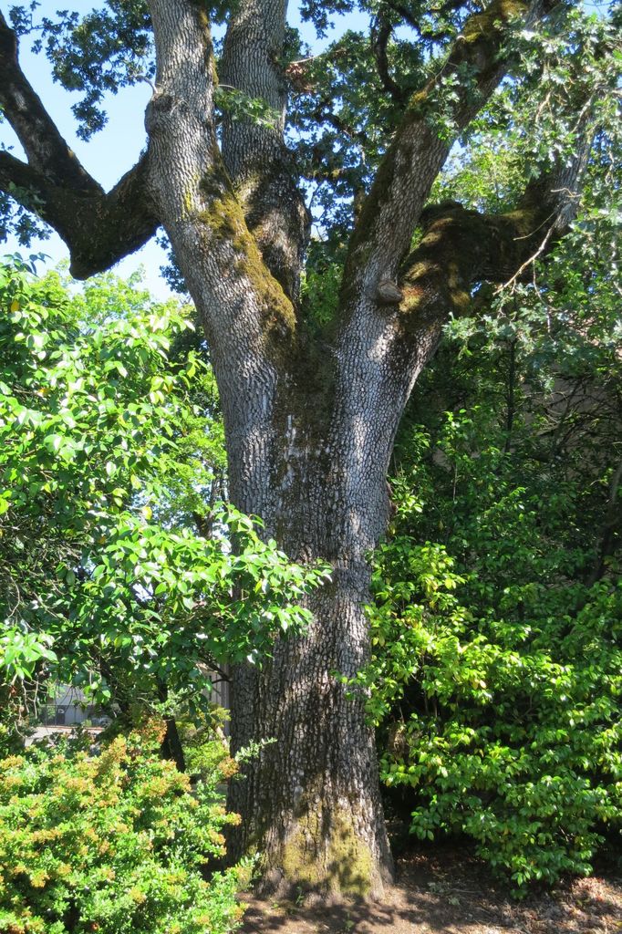 Oregon White Oak - Image 8