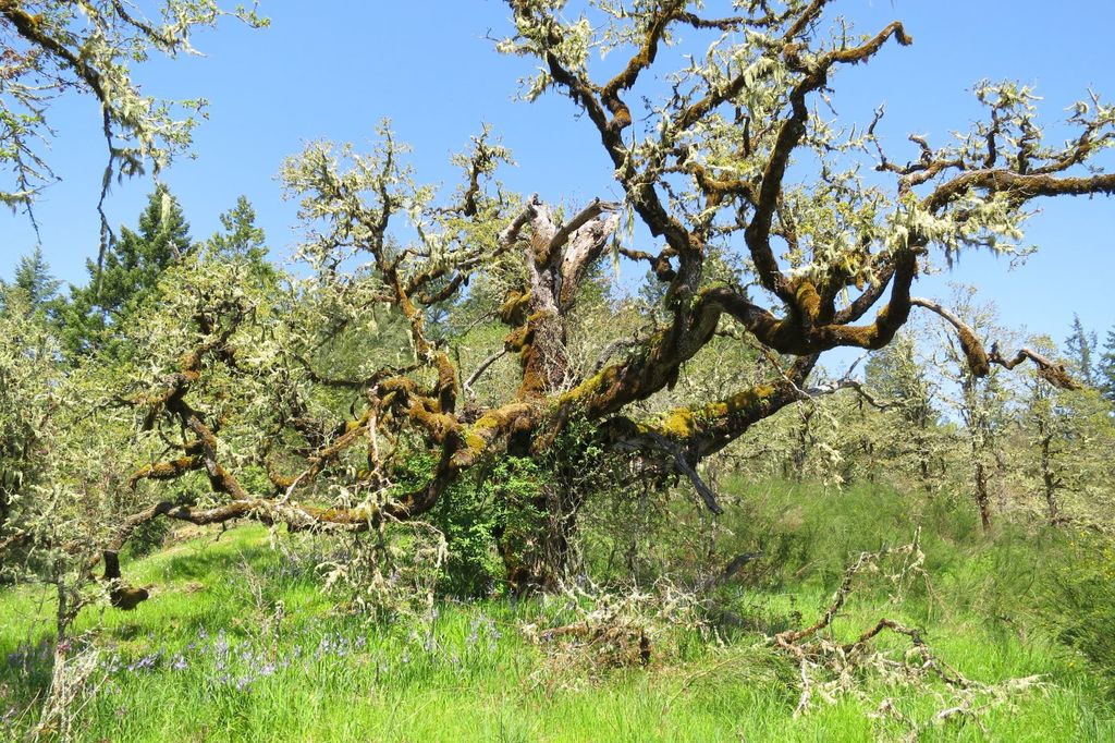 Oregon White Oak - Image 9