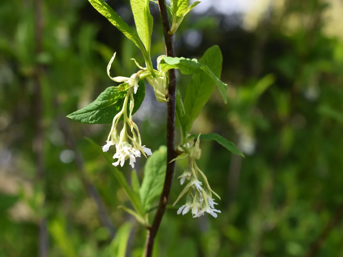 Osoberry - Image 2