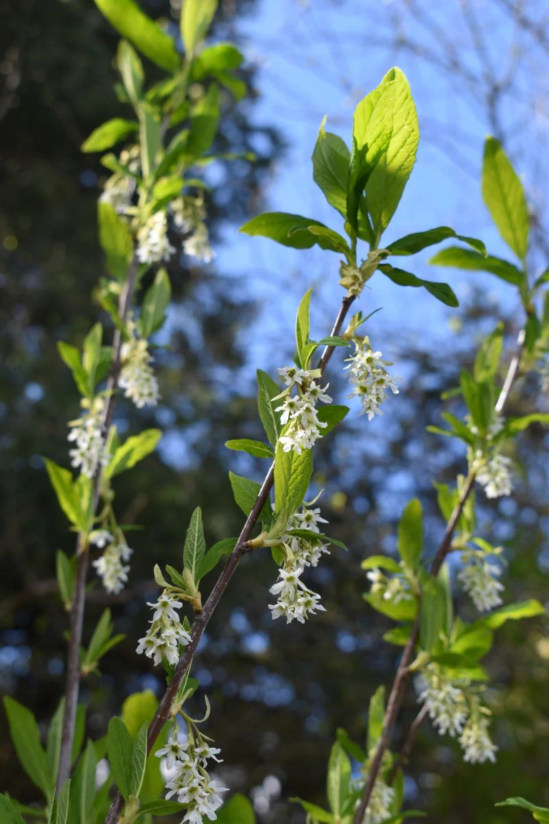 Osoberry - Image 3