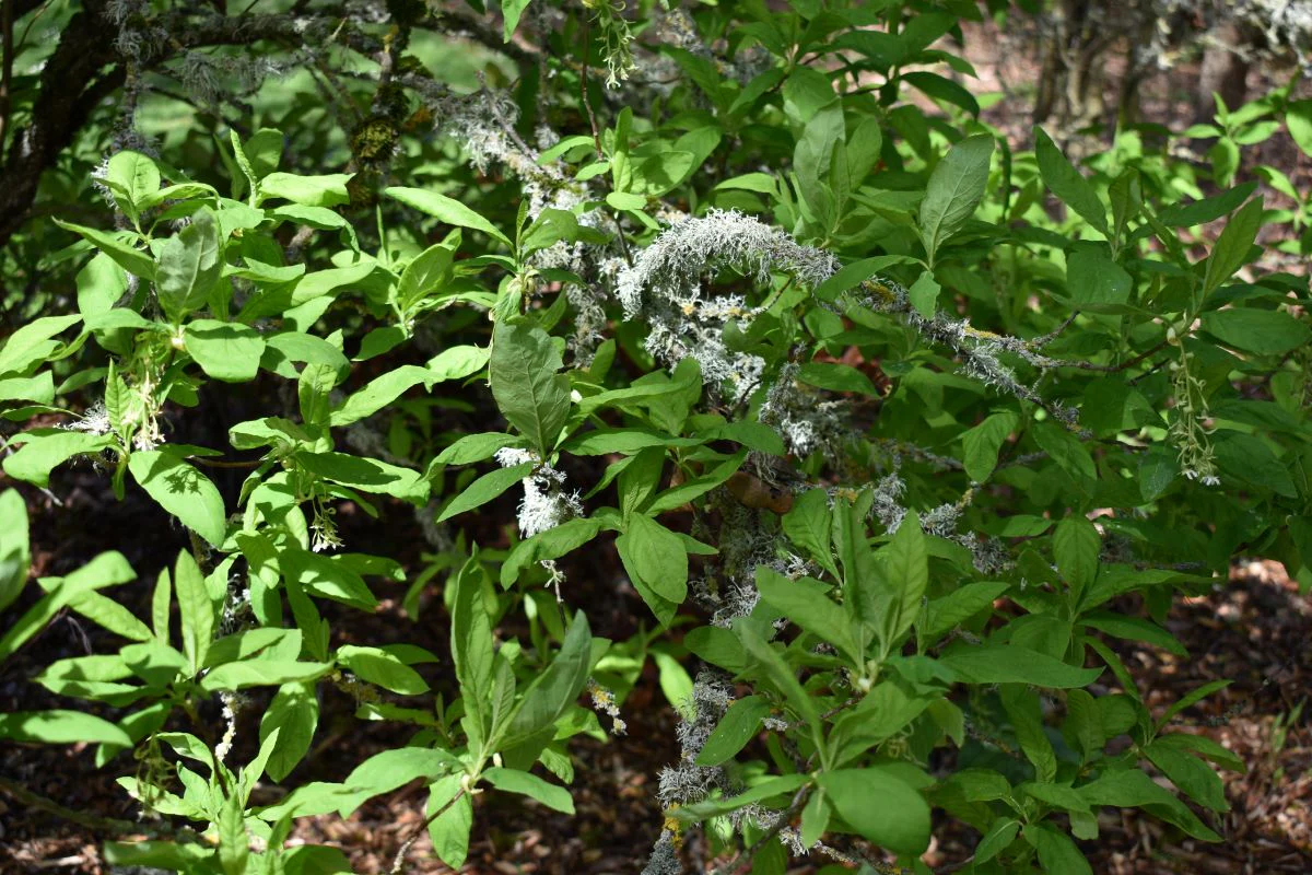 Osoberry - Image 5