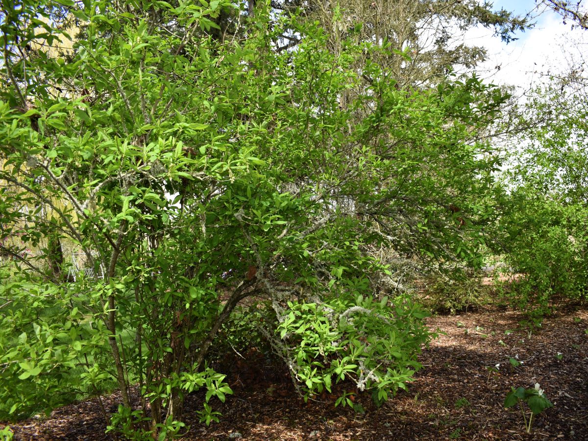 Osoberry - Image 8
