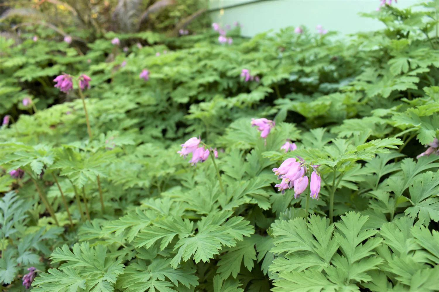 Pacific Bleeding Heart - Image 3
