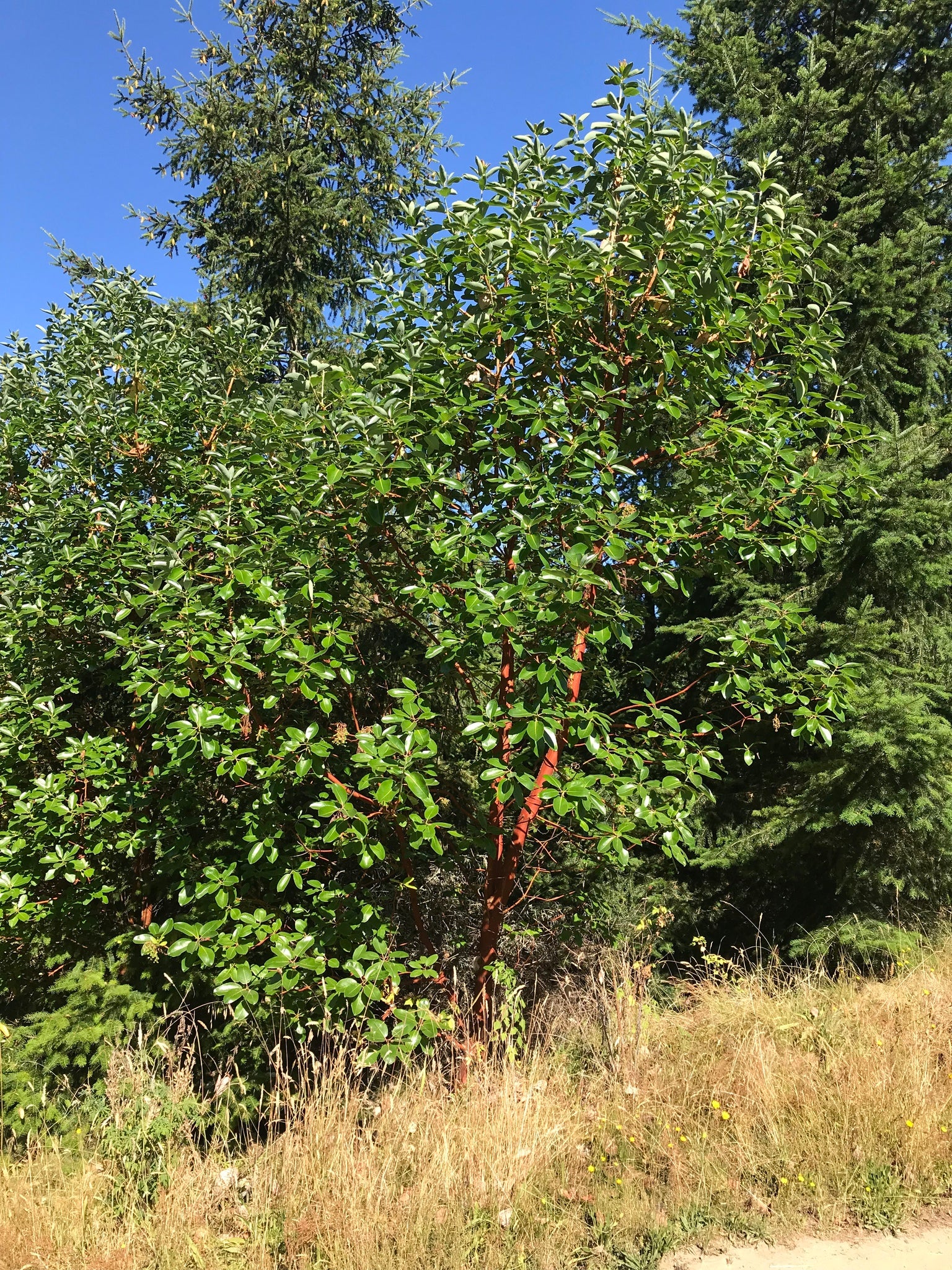 Pacific Madrone - Image 10