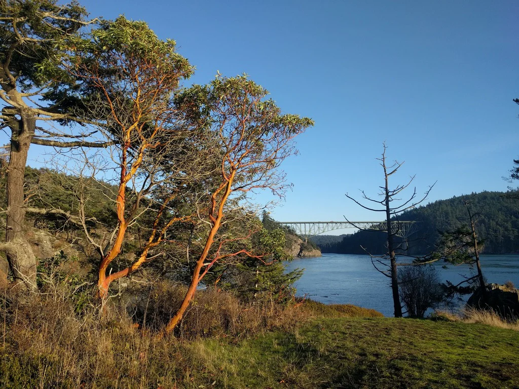 Pacific Madrone - Image 11