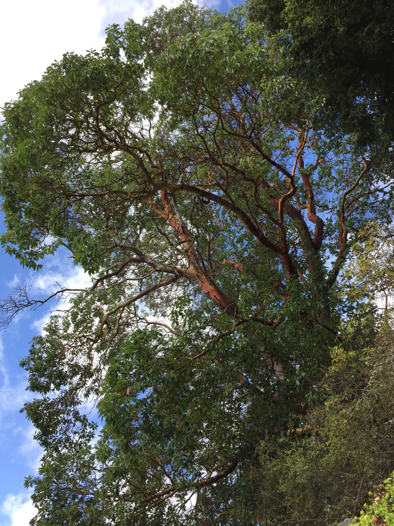 Pacific Madrone - Image 12