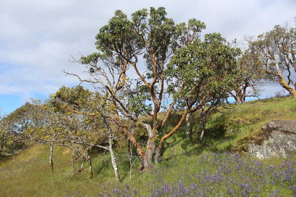 Pacific Madrone - Image 13