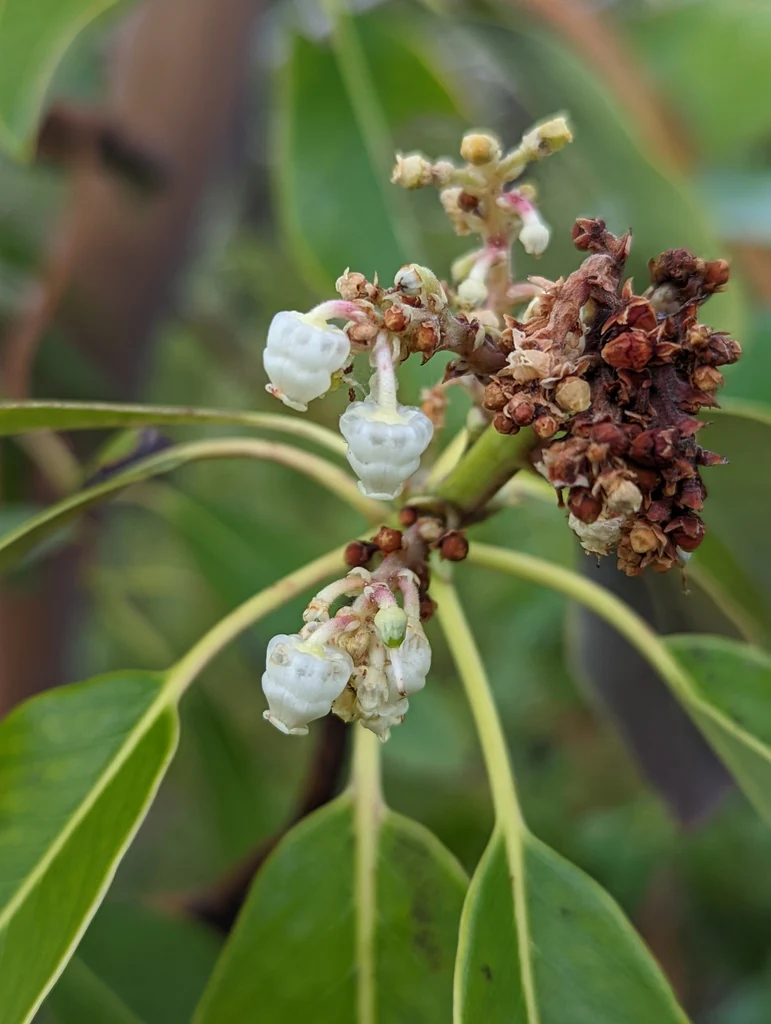 Pacific Madrone - Image 3
