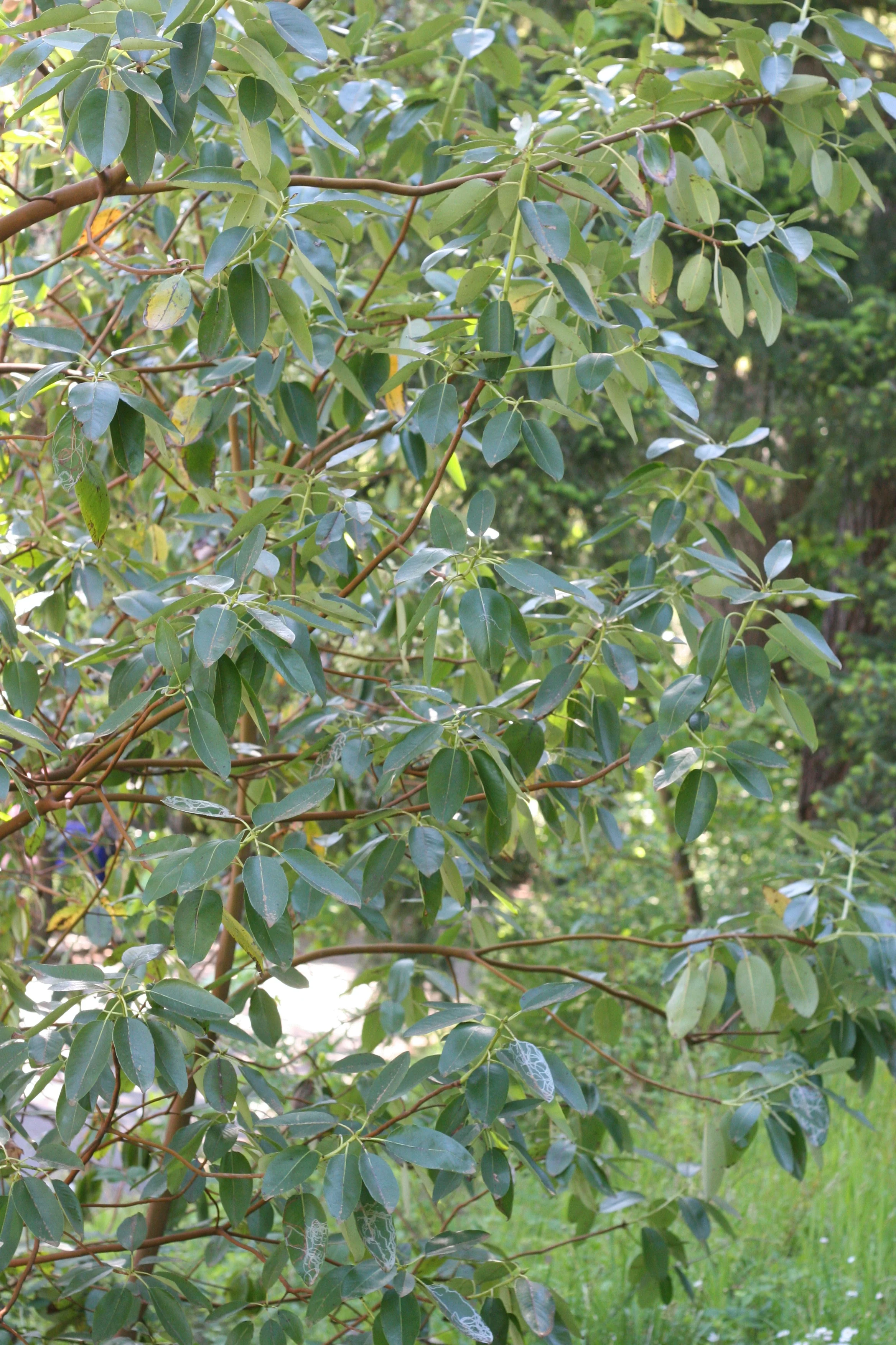 Pacific Madrone - Image 4