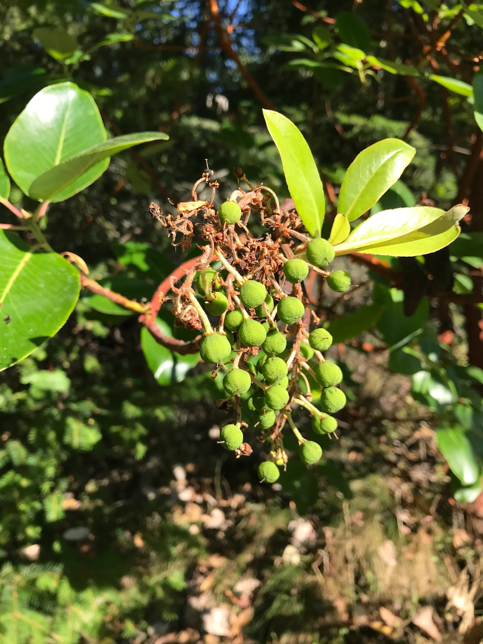 Pacific Madrone - Image 5