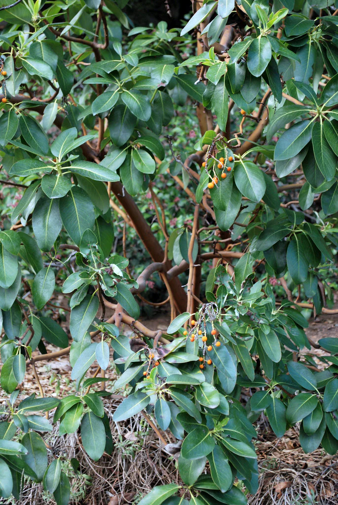 Pacific Madrone - Image 6