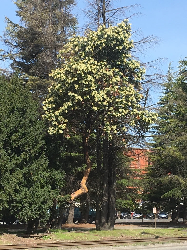 Pacific Madrone - Image 7
