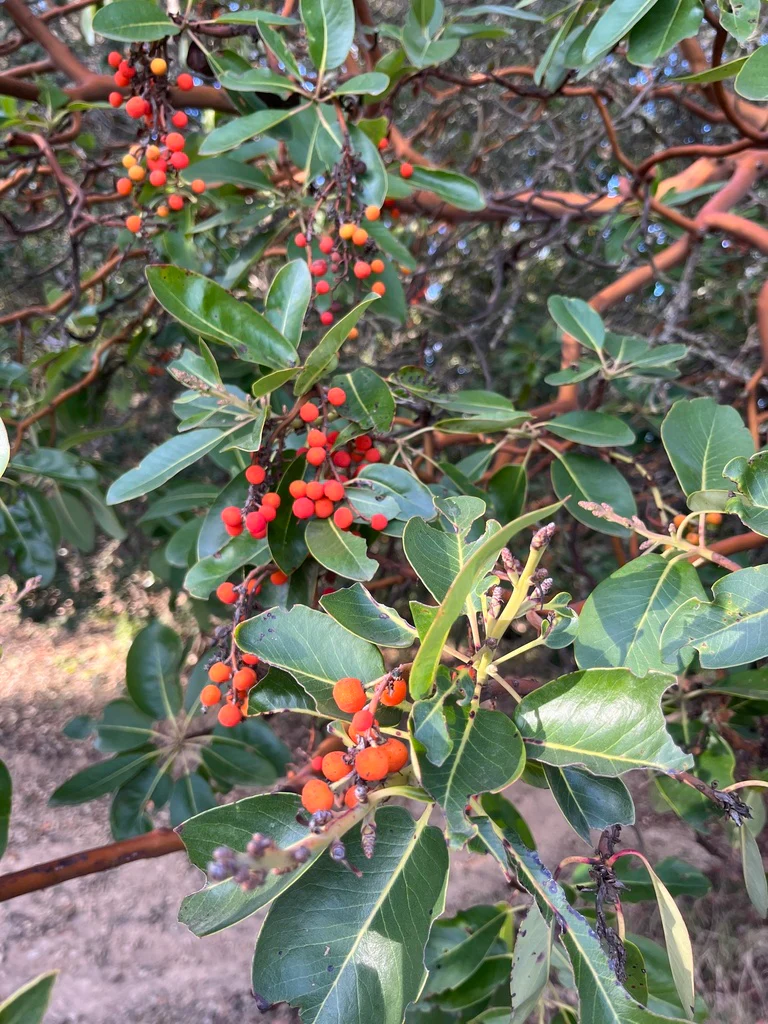 Pacific Madrone - Image 8
