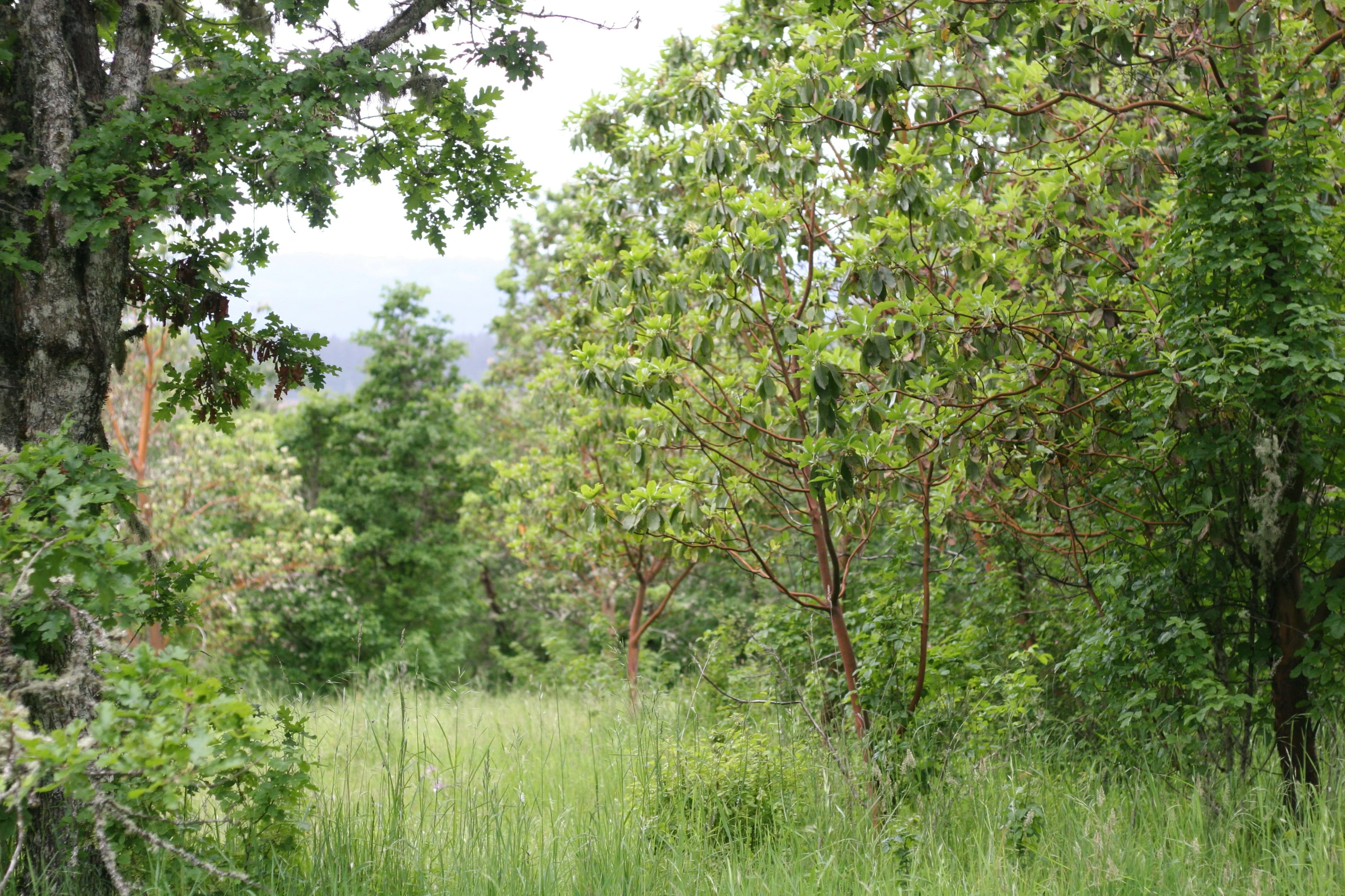 Pacific Madrone - Image 9
