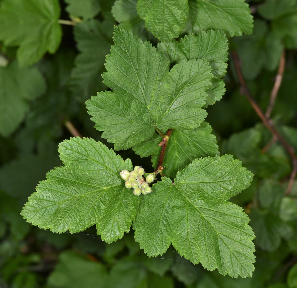 Pacific Ninebark - Image 2