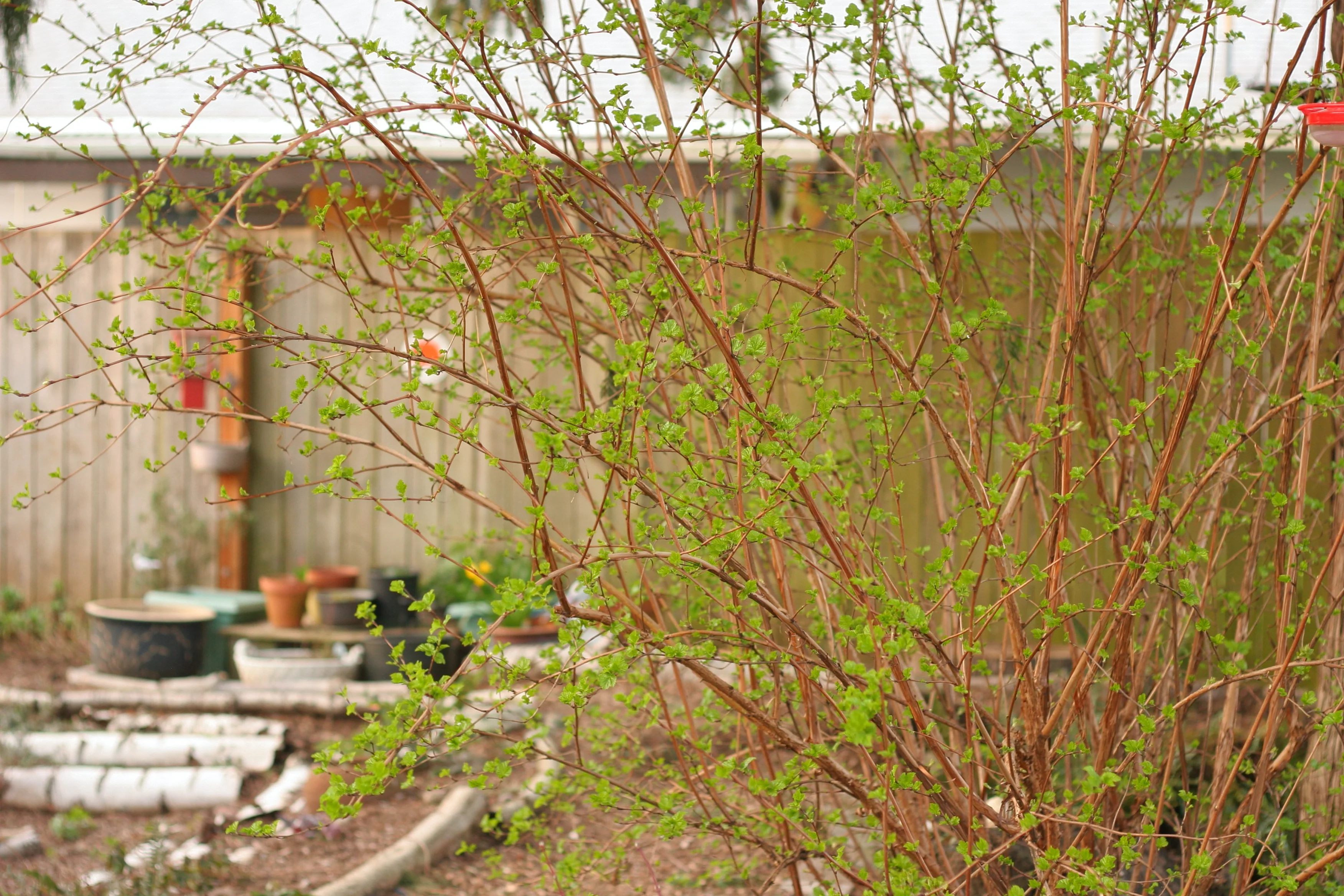 Pacific Ninebark - Image 5
