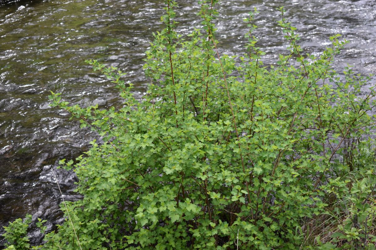 Pacific Ninebark - Image 7